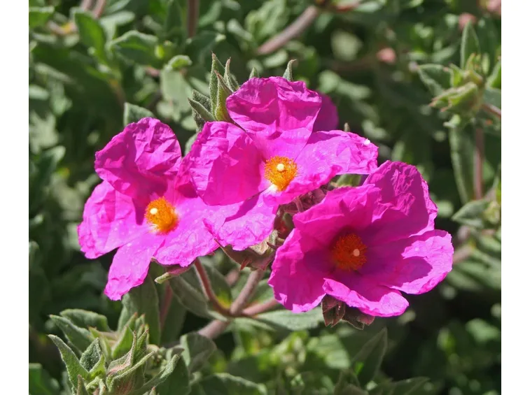 Rock Rose