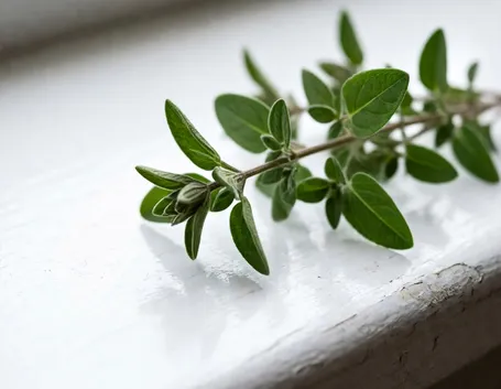 Origano 