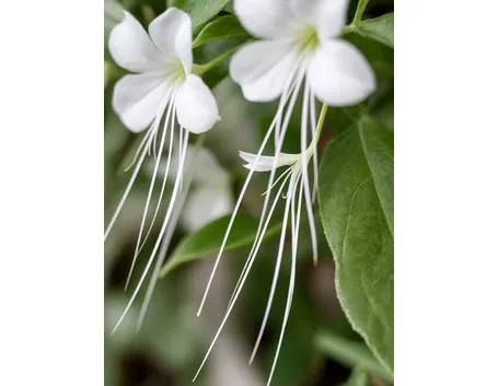 fiore ORTOSIPHON