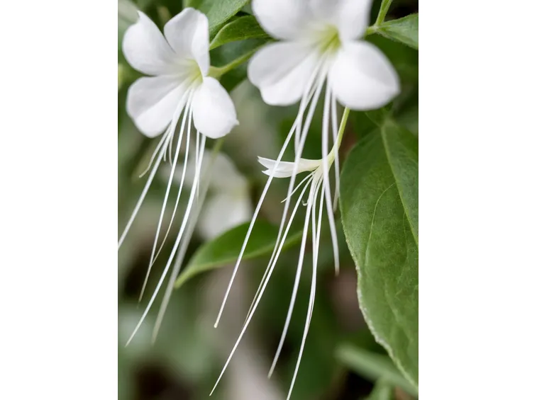 fiore ORTOSIPHON