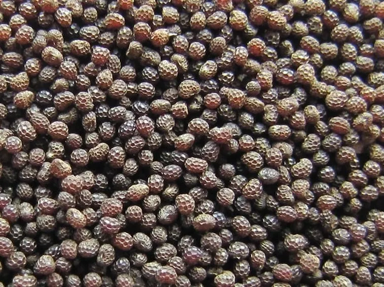 semi di papavero da oppio