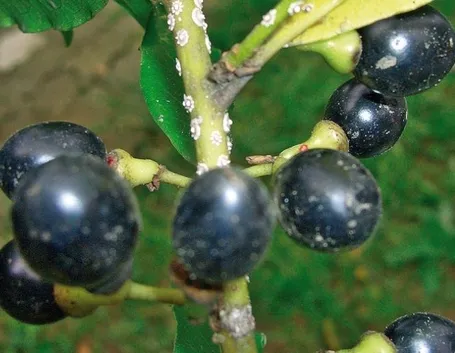 Primo piano delle bacche di alloro
