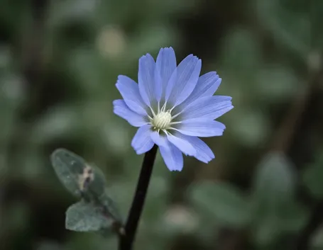 fiore cicoria