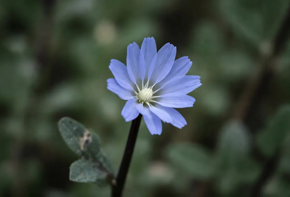 fiore cicoria