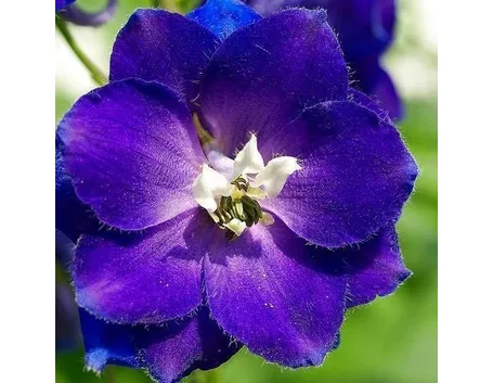 fiore consolida