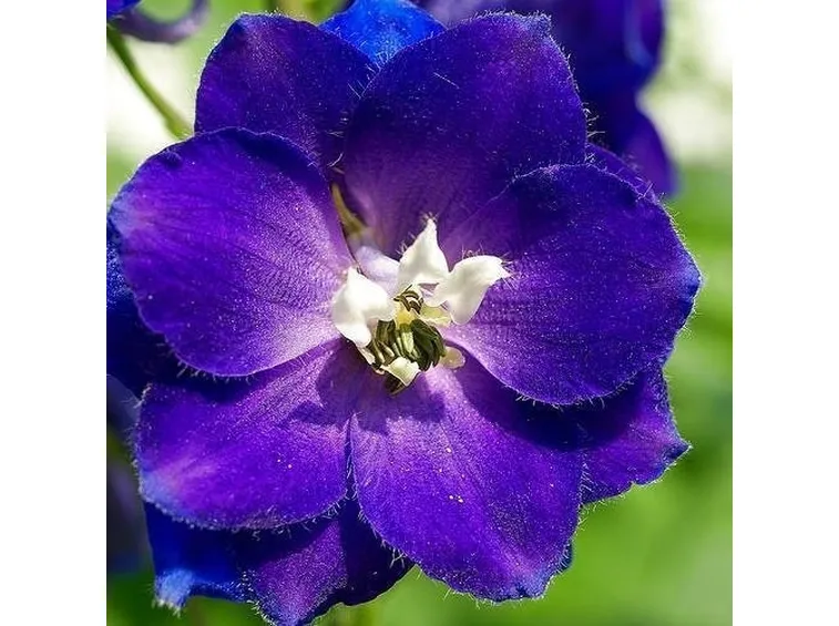 fiore consolida