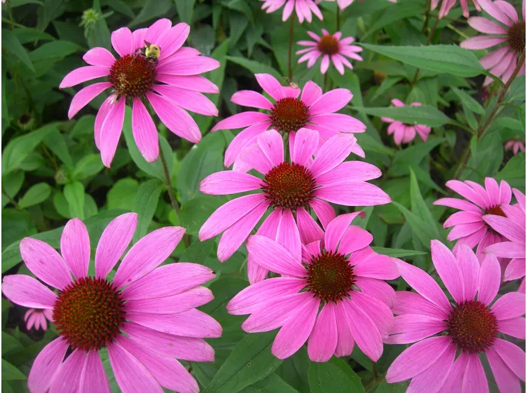 echinacea