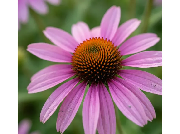 echinacea