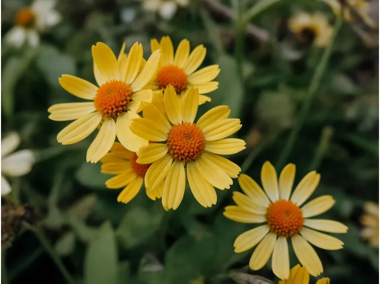 enula