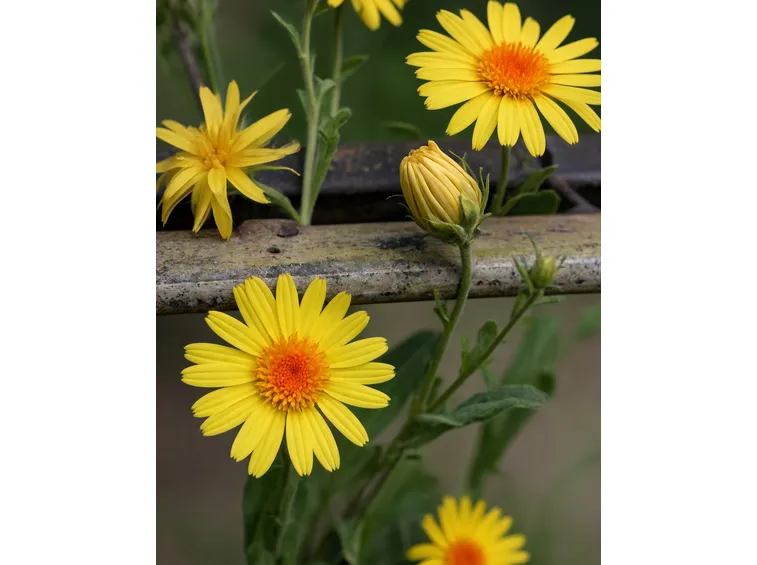 enula