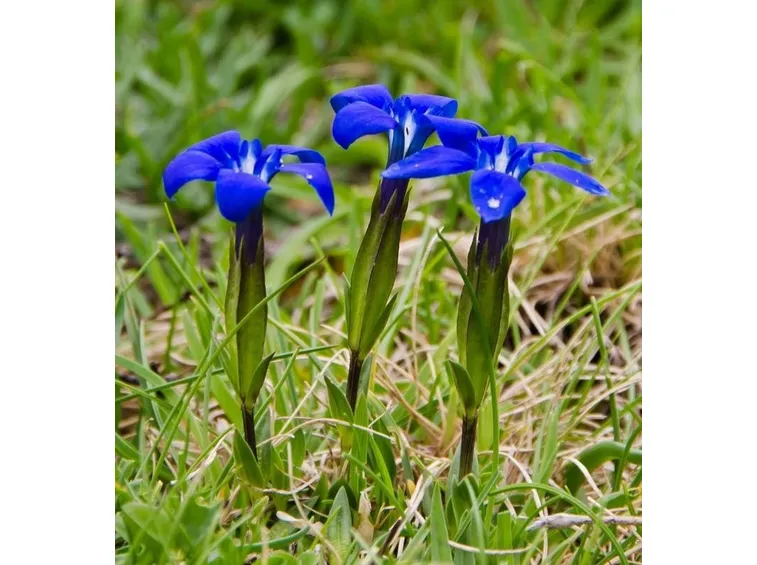 genzianella