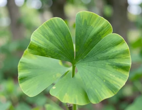 GINGKO BILOBA