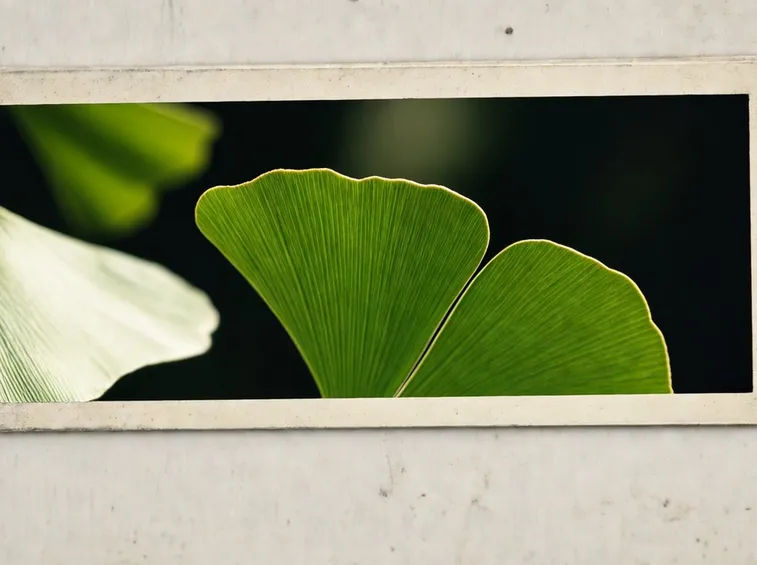 GINGKO BILOBA