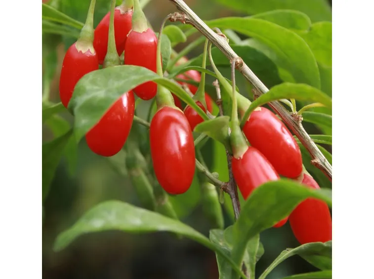 Bacche di Goji: Licyum Barbarum