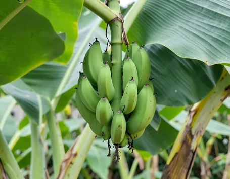 Piantaggine