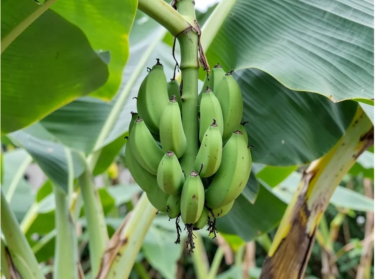 Piantaggine