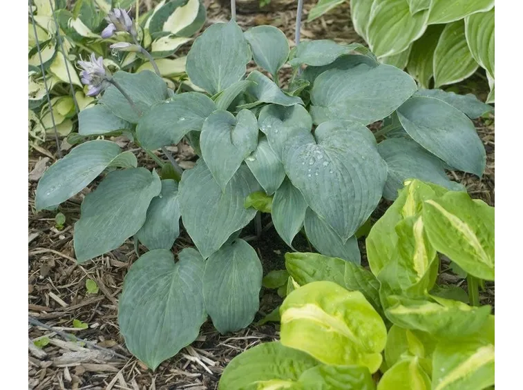 piantaggine