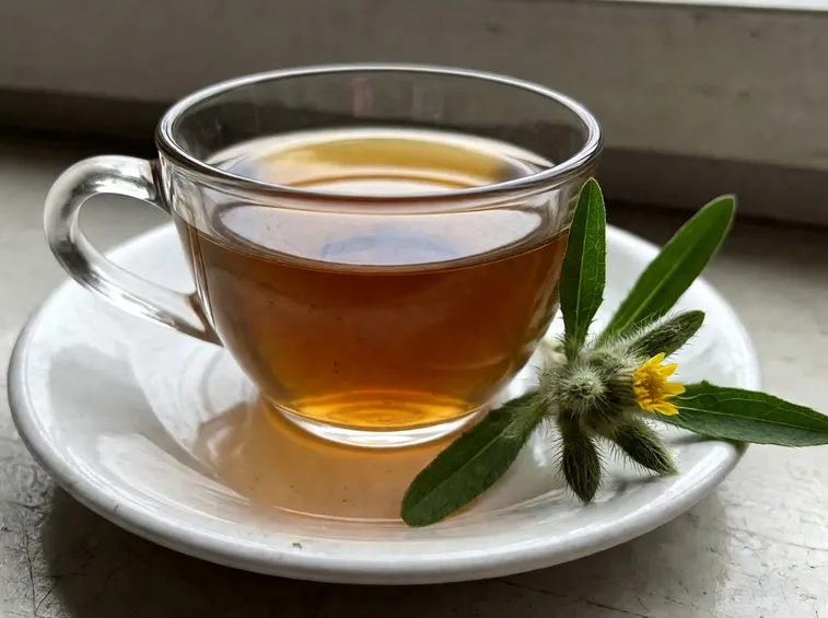 infuso pilosella