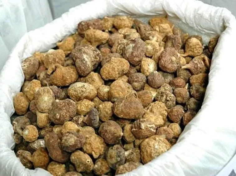 maca secca