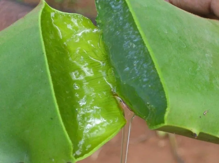 Succo di pianta fresca