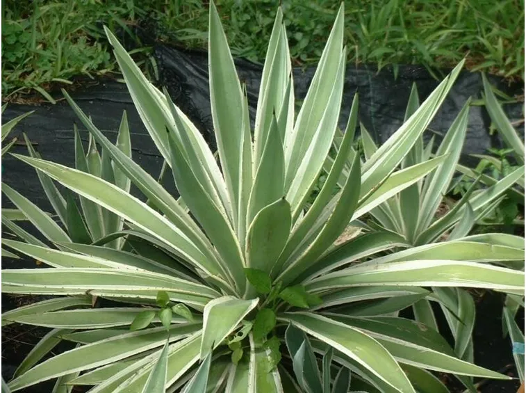 agave