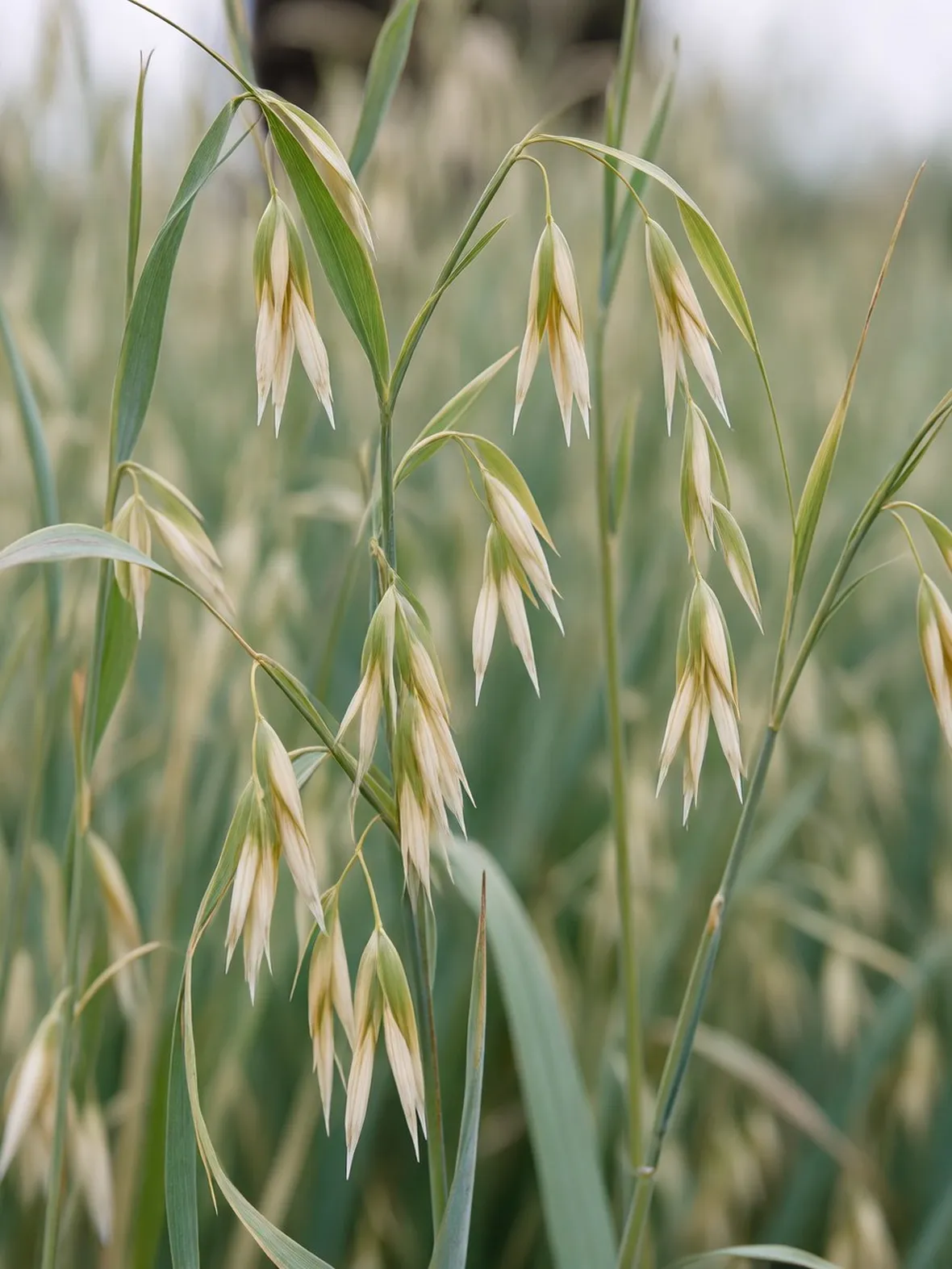 Pianta dell'avena