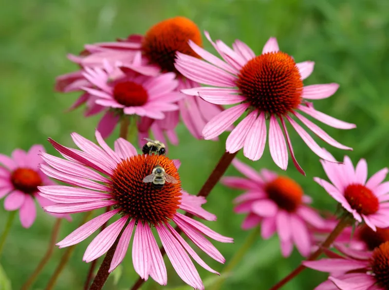 fiore echinacea