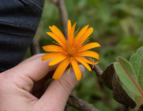 pilosella fiore