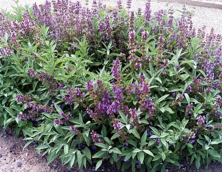 La pianta della salvia, riconoscibile per i suoi fiori viola raccolti in grappoli
