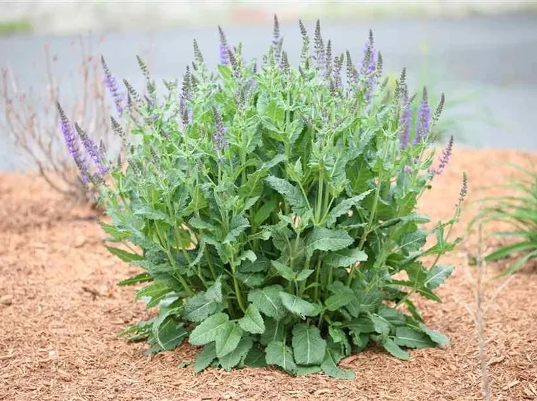 salvia