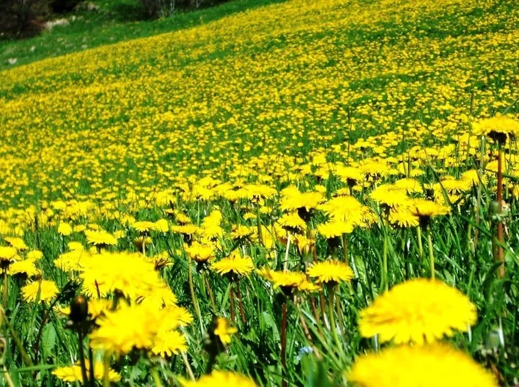 campo di tarassaco