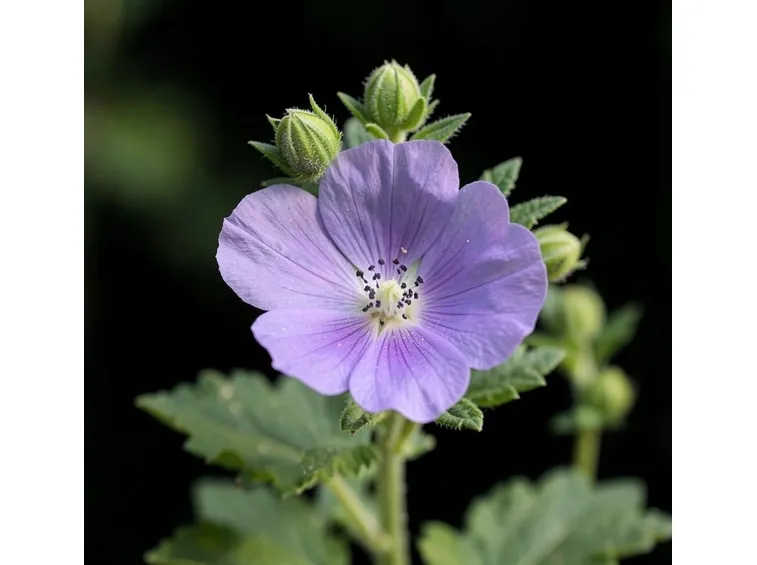 Malva
