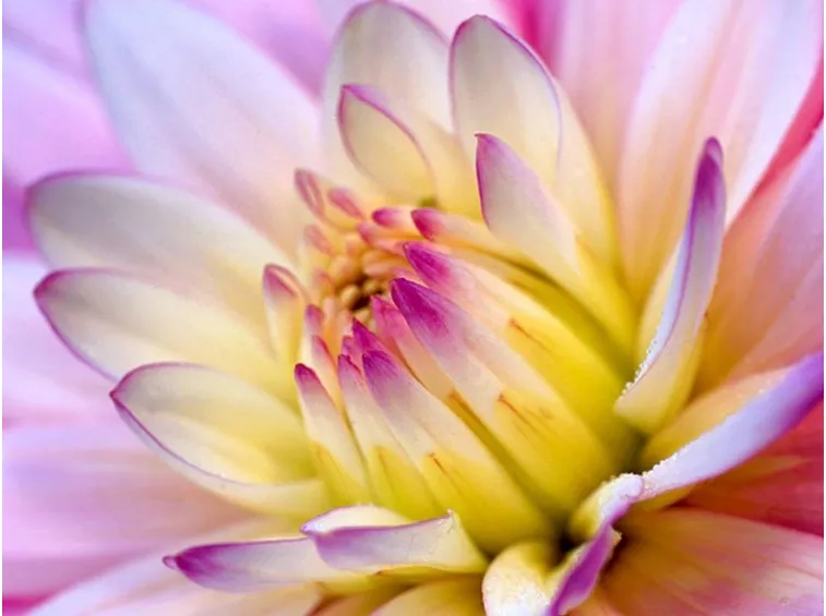 fiori