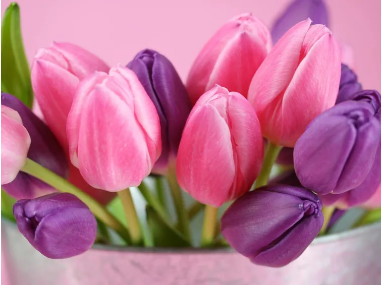 tulipani