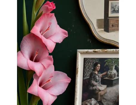 gladioli