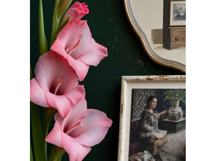 gladioli