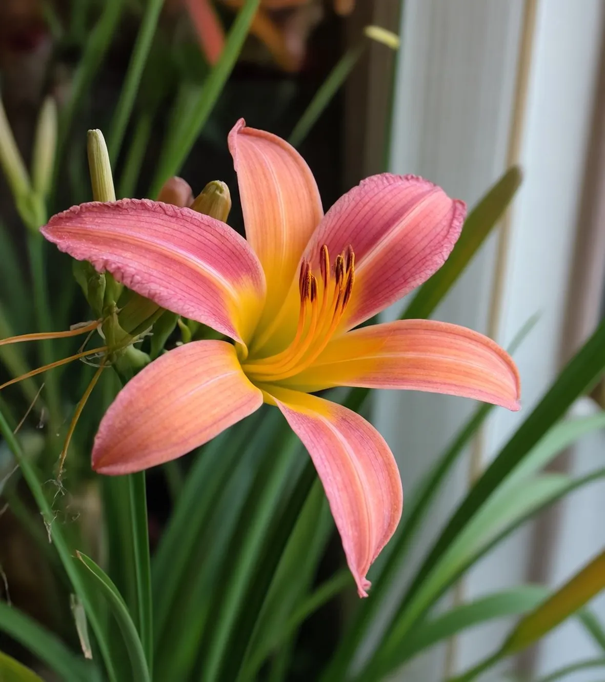 Hemerocallis
