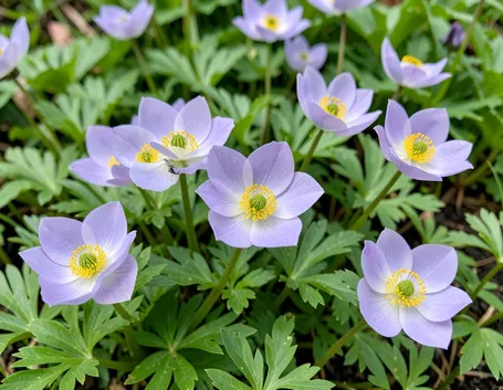 anemoni