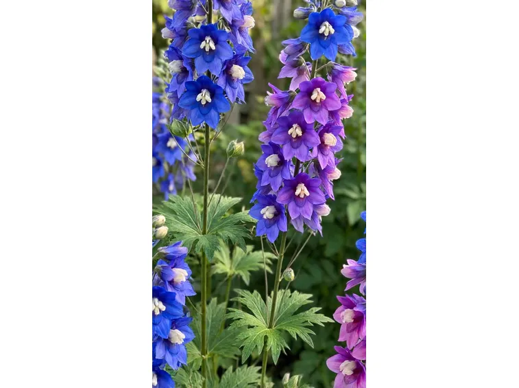 Delphinium