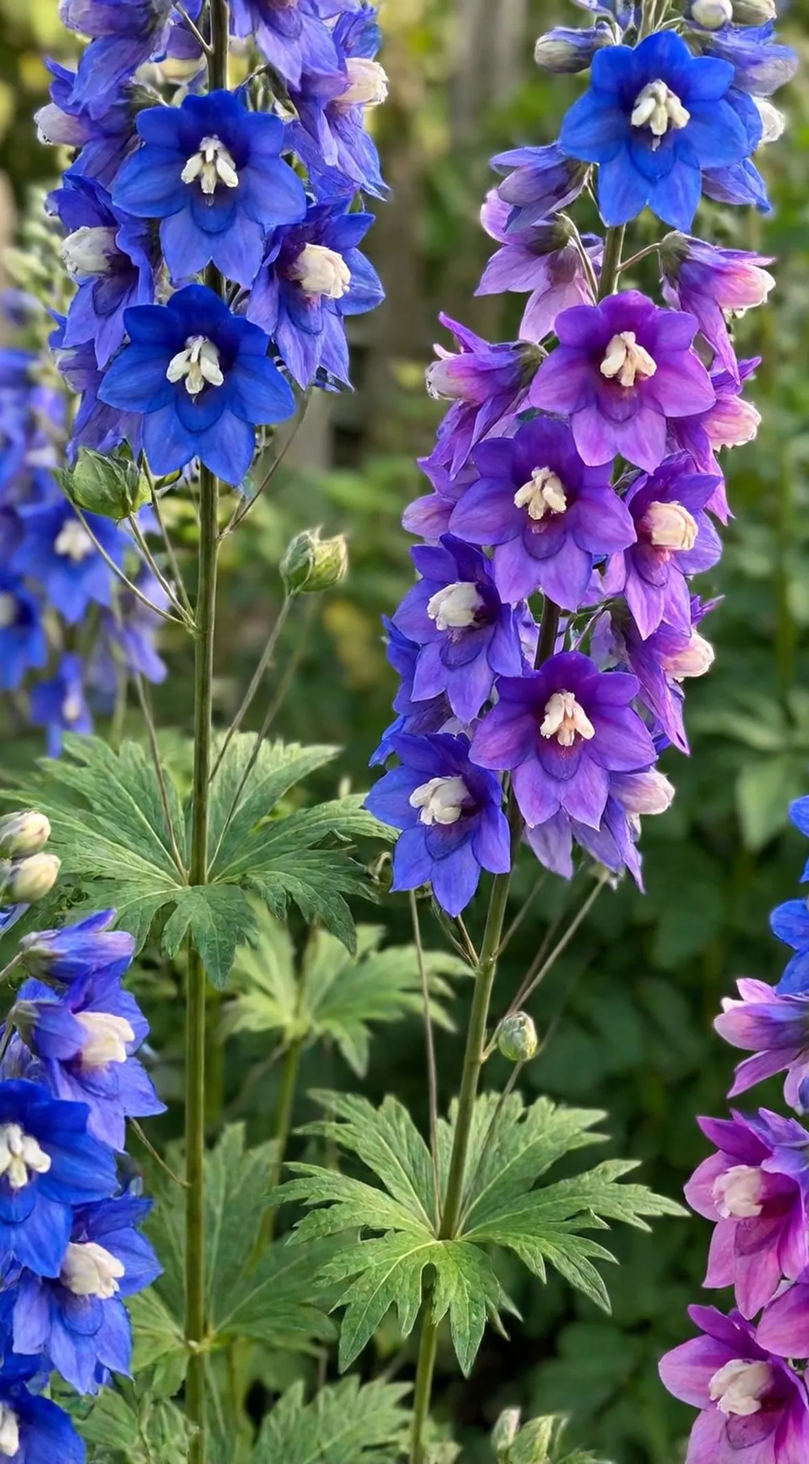 Delphinium