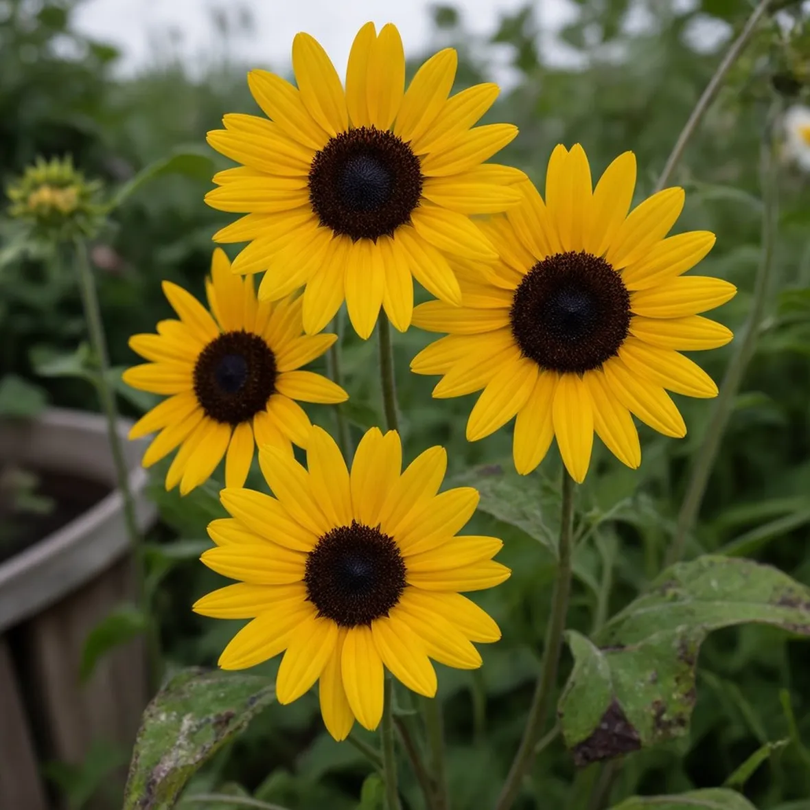 Heliopsis