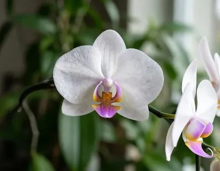 Phalaenopsis