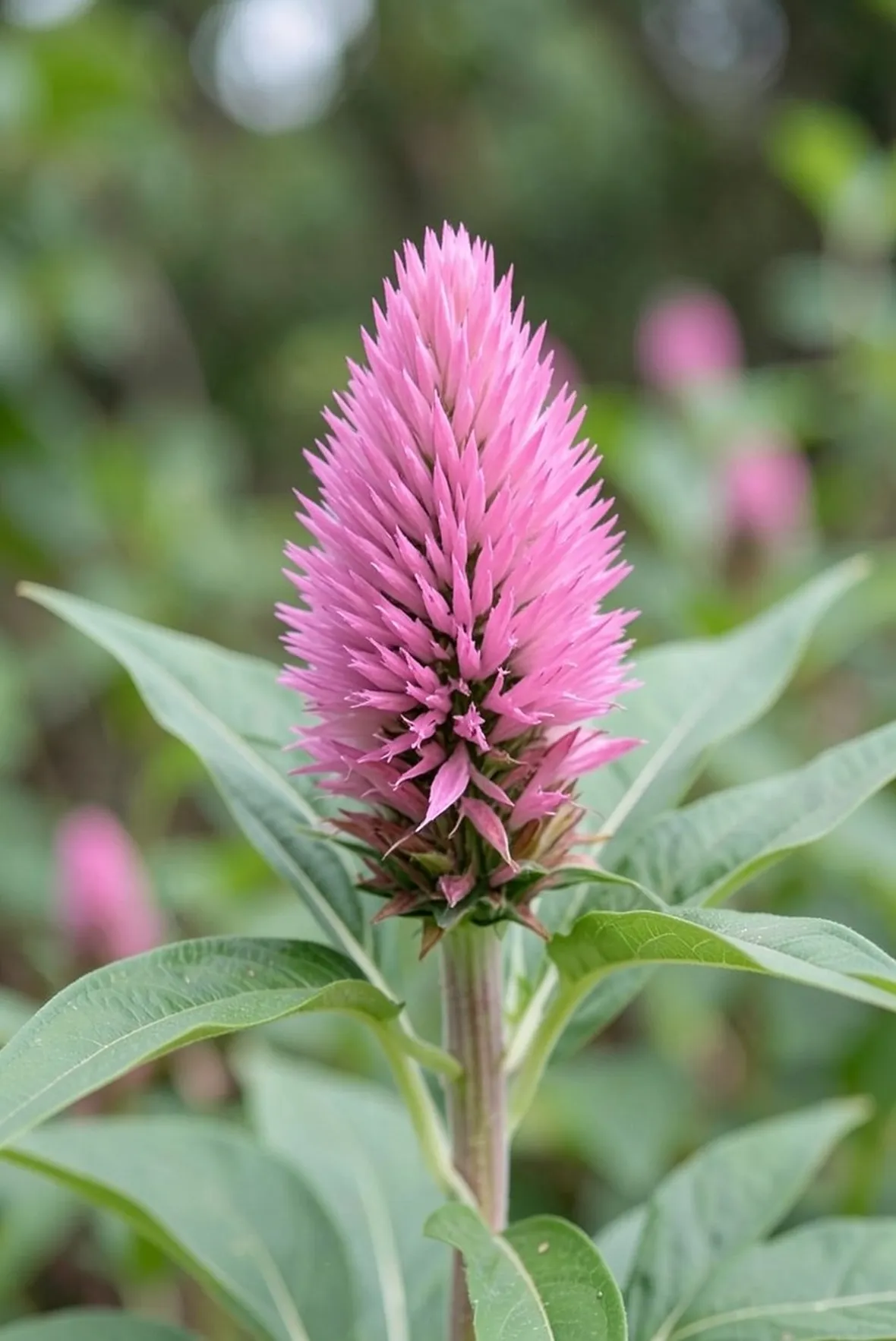 celosia