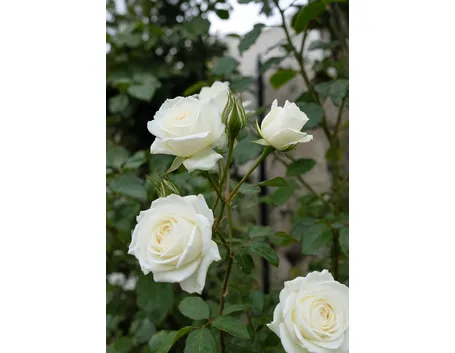 Rosa bianca