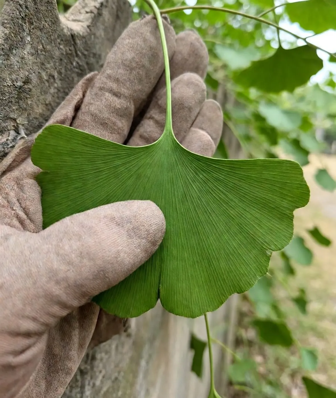 Ginkgo