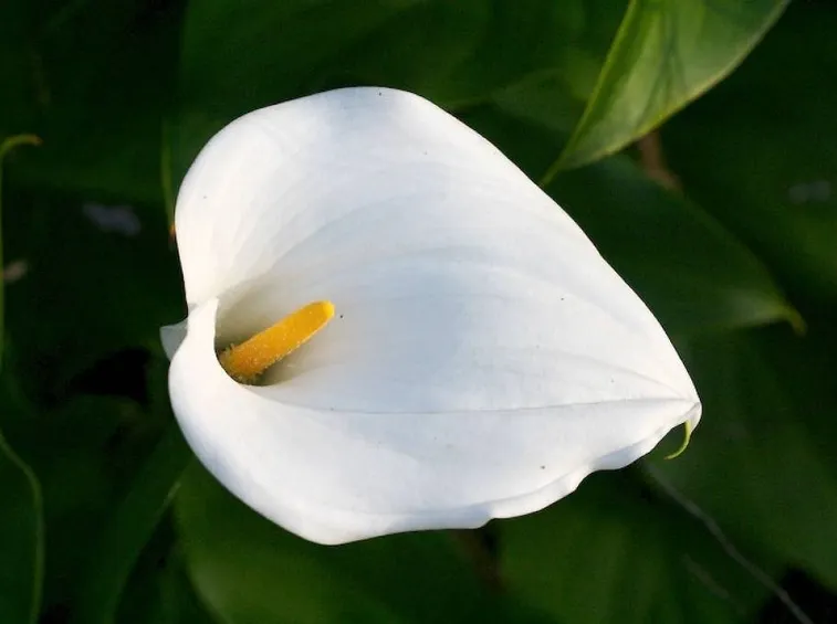 Calla bianca