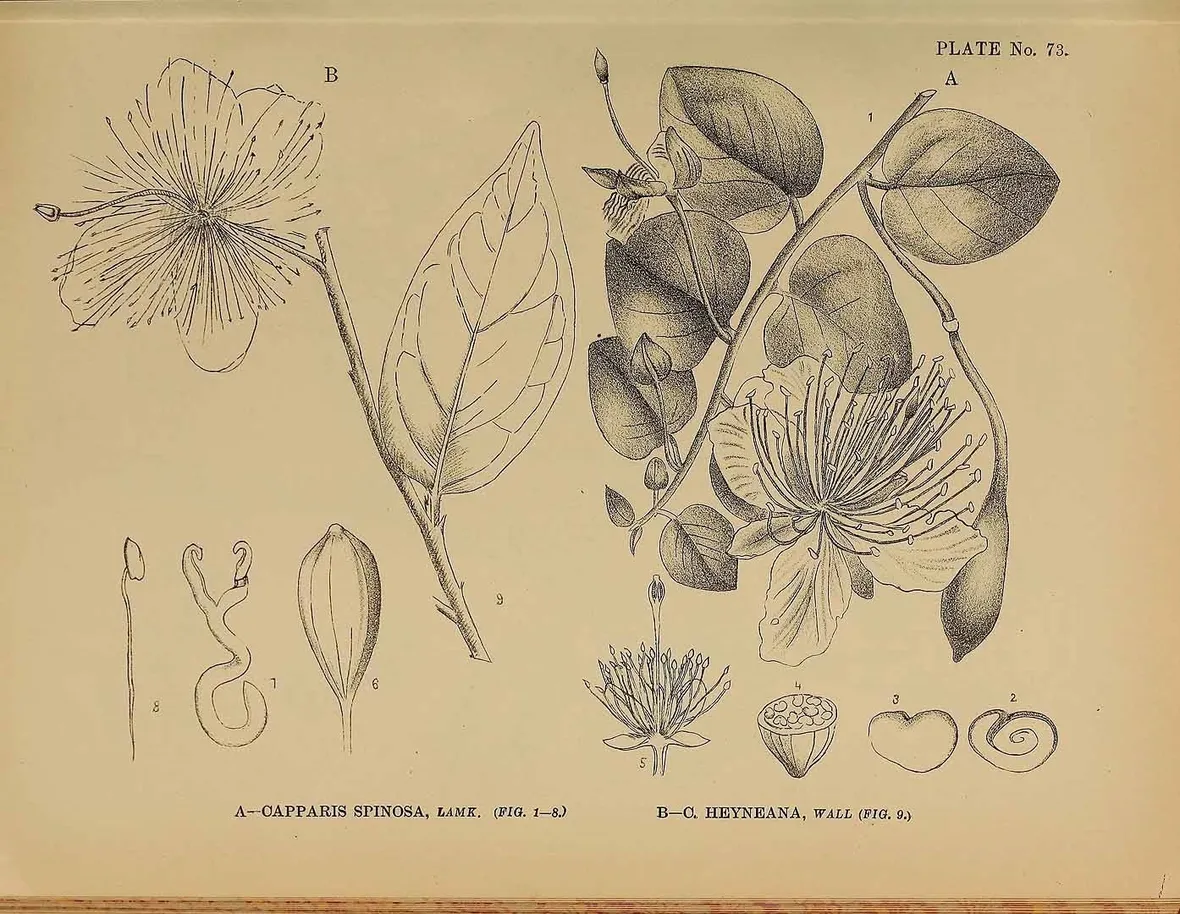 Illustrazione botanica di capparis spinosa