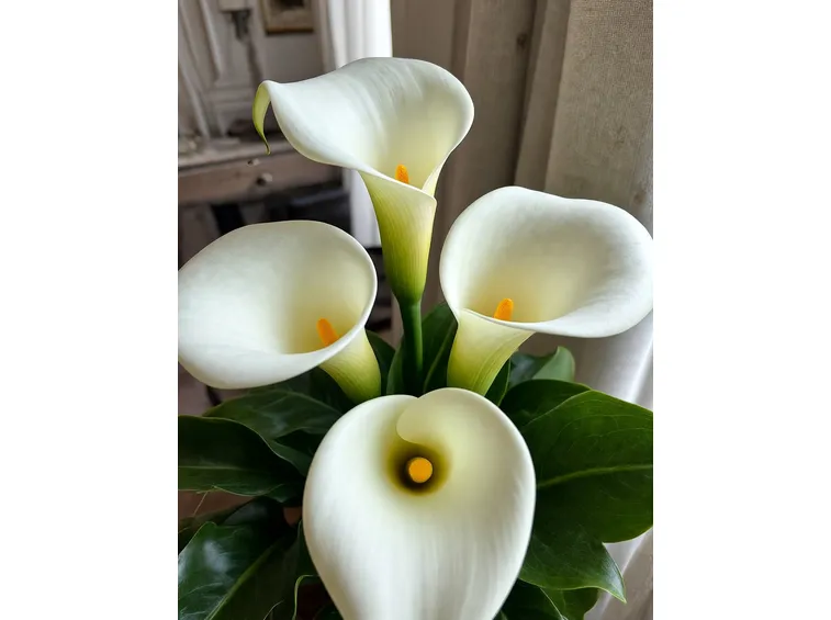 calla