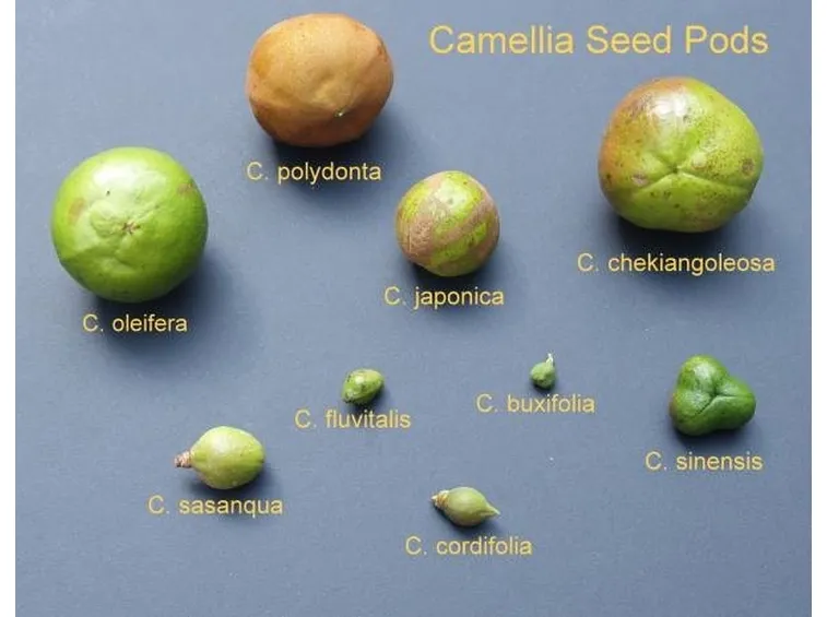 semi camelia
