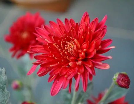 Pianta crisantemo rosso